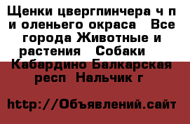 Щенки цвергпинчера ч/п и оленьего окраса - Все города Животные и растения » Собаки   . Кабардино-Балкарская респ.,Нальчик г.